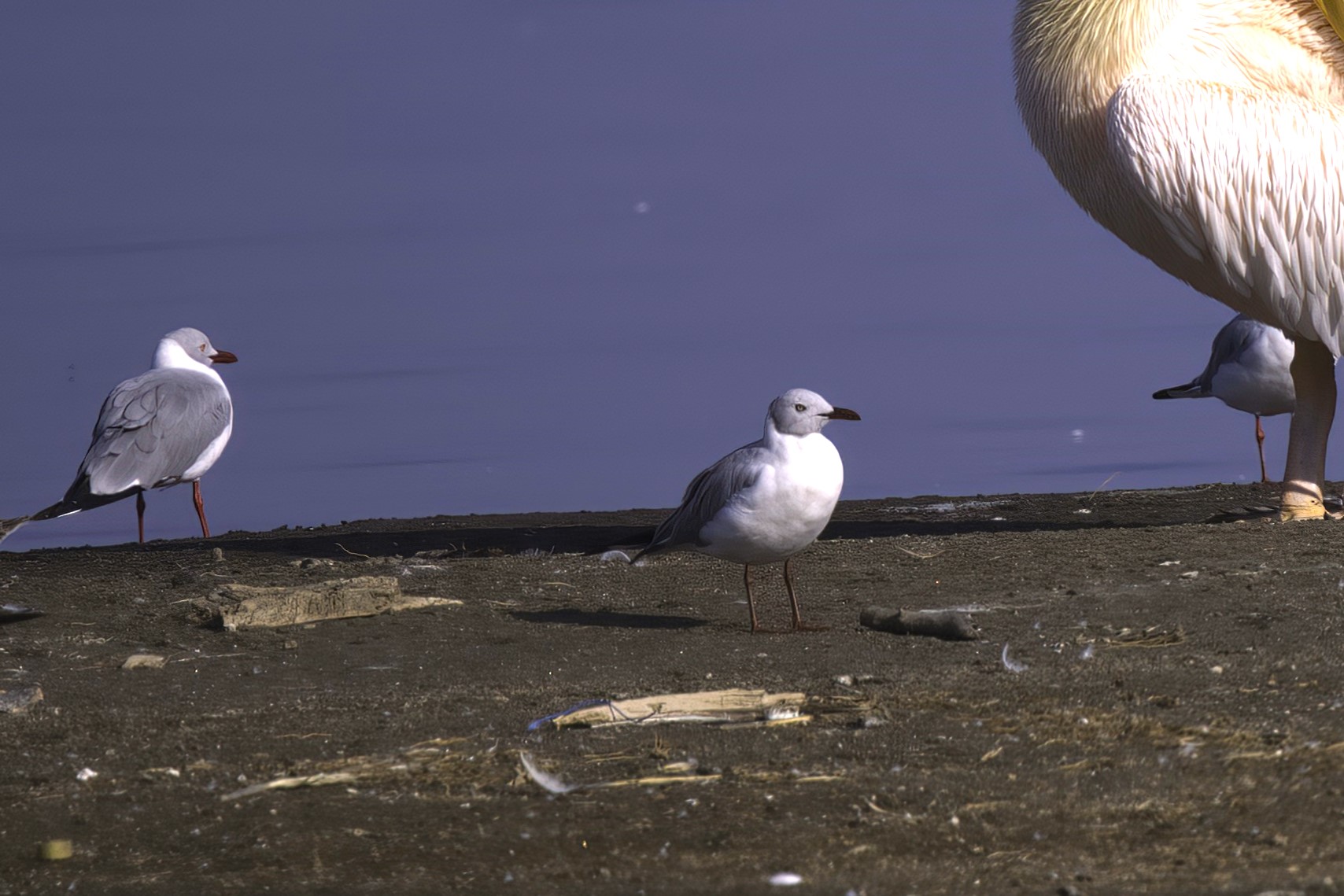 Gray-hooded Gull
